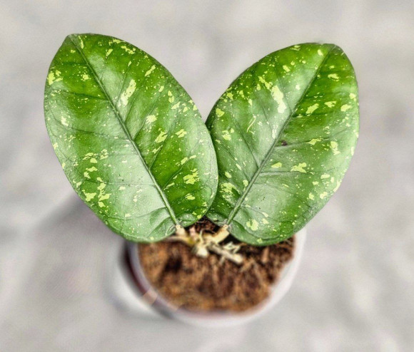 Hoya Sp. Aceh ABS 005 Hoya Sp. Aceh ABS 005