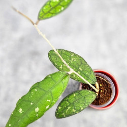 Hoya Clemensiorum Aceh #023                                           