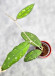 Hoya Clemensiorum Aceh #023                                           