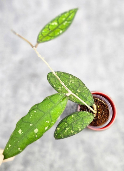 Hoya Clemensiorum Aceh #023                                           