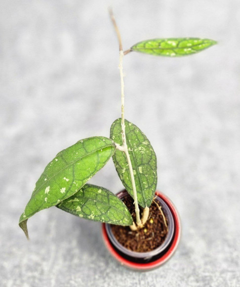 Hoya Clemensiorum Aceh #023                                           