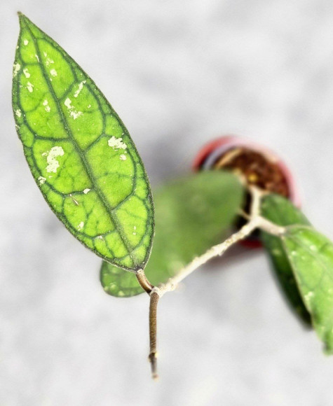 Hoya Clemensiorum Aceh #023                                           