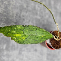 Hoya Clemensiorum Aceh ar #068