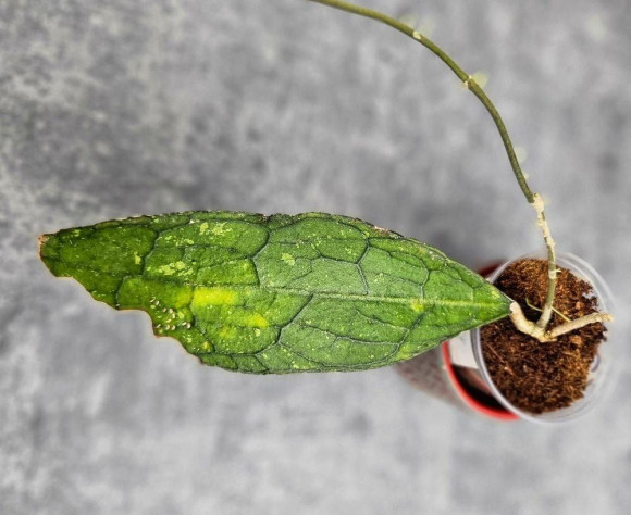 Hoya Clemensiorum Aceh ar #068