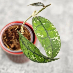 Hoya Clemensiorum Borneo #001   