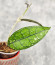 Hoya Clemensiorum Borneo #001   