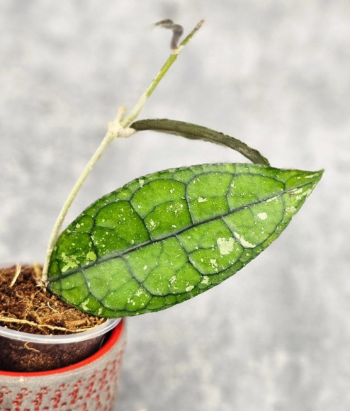 Hoya Clemensiorum Borneo #001 Hoya Clemensiorum Borneo #001