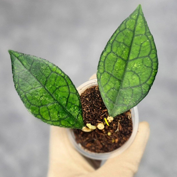 Hoya Clemensiorum Sarawak #002  
