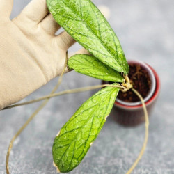 Hoya Tanggamus Splash    