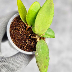 Hoya Caudata Aceh Red Leaf 