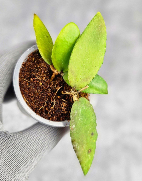 Hoya Caudata Aceh Red Leaf Hoya Caudata Aceh Red Leaf