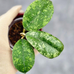 Hoya Sp Kalbar  