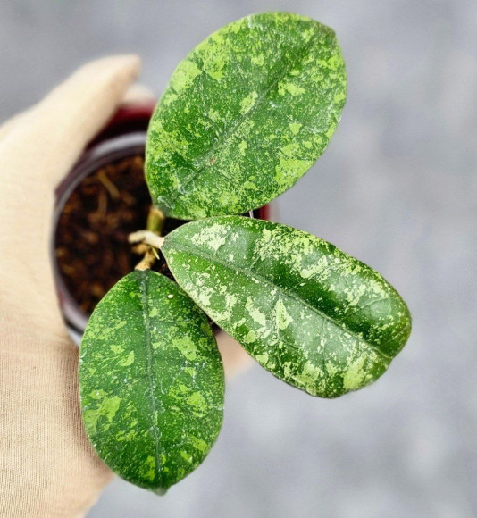Hoya Sp Kalbar  