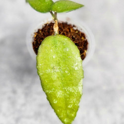 Hoya Caudata Aceh Red Leaf  