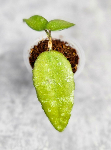 Hoya Caudata Aceh Red Leaf Hoya Caudata Aceh Red Leaf