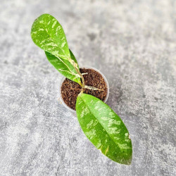 Hoya Kaikoeana High Splash  