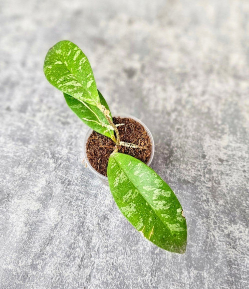 Hoya Kaikoeana High Splash Hoya Kaikoeana High Splash