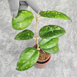 Hoya Sp. Aceh ABS 005 