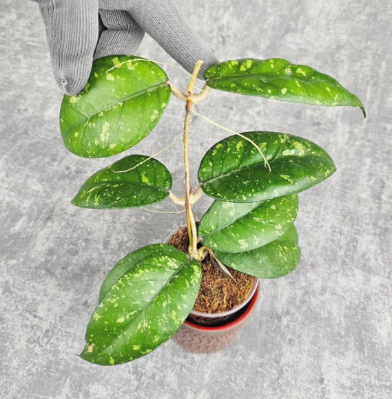 Hoya Sp. Aceh ABS 005 Hoya Sp. Aceh ABS 005