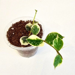 Hoya Curtisii Albo  