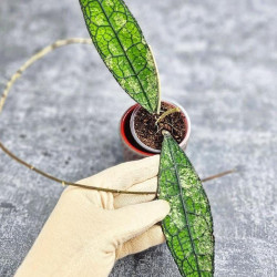 Hoya Clemensiorum Aceh #023                                            