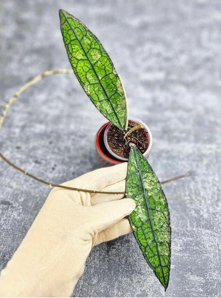 Hoya Clemensiorum Aceh #023                                            