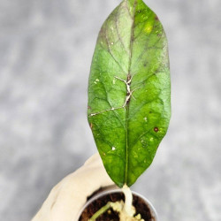 Hoya Clemensiorum Aceh ar #069