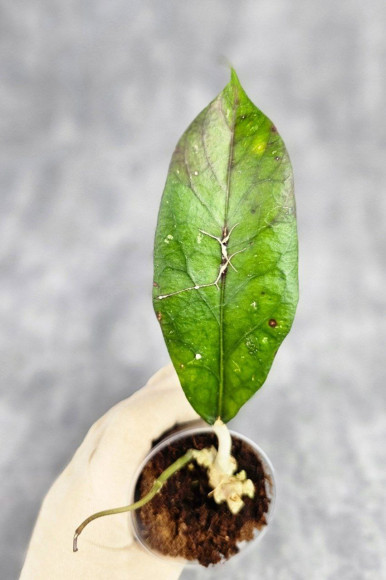 Hoya Clemensiorum Aceh ar #069 Hoya Clemensiorum Aceh ar #069