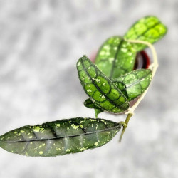 Hoya Clemensiorum Borneo #001   