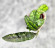 Hoya Clemensiorum Borneo #001   