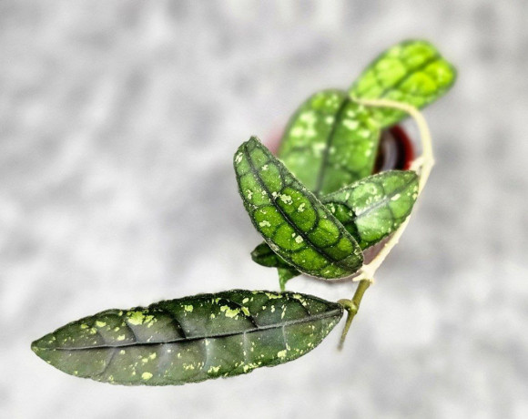 Hoya Clemensiorum Borneo #001 Hoya Clemensiorum Borneo #001