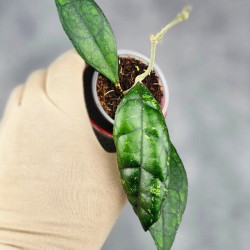 Hoya Clemensiorum Sarawak #002   