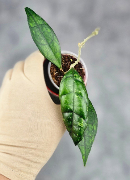 Hoya Clemensiorum Sarawak #002   