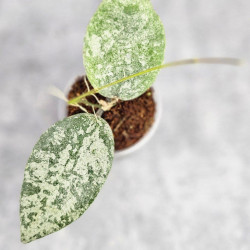 Hoya Caudata Silver
