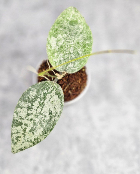 Hoya Caudata Silver Hoya Caudata Silver