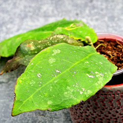 Hoya Undulata Red Leaf   