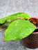 Hoya Undulata Red Leaf   