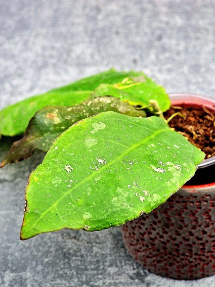 Hoya Undulata Red Leaf   