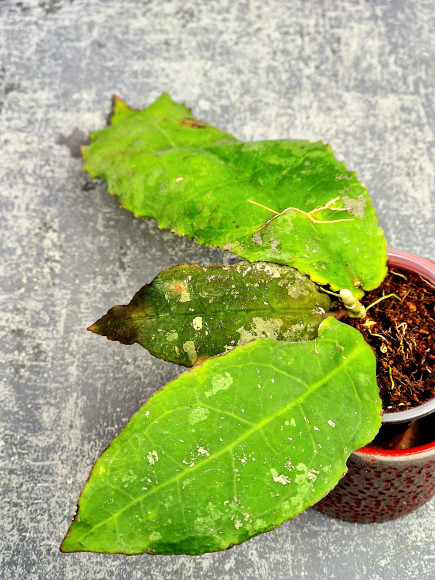 Hoya Undulata Red Leaf Hoya Undulata Red Leaf