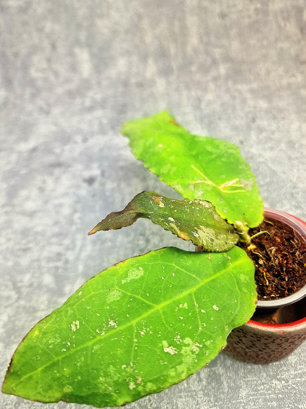 Hoya Undulata Red Leaf Hoya Undulata Red Leaf