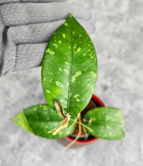 Hoya Sp. Aceh ABS 005 Hoya Sp. Aceh ABS 005