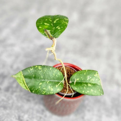 Hoya Sp. Aceh ABS 005 