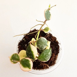 Hoya Curtisii Albo  
