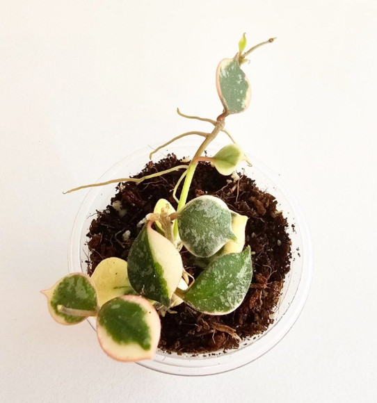 Hoya Curtisii Albo  