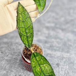 Hoya Clemensiorum Aceh #023                                             