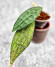 Hoya Clemensiorum Aceh ar #070