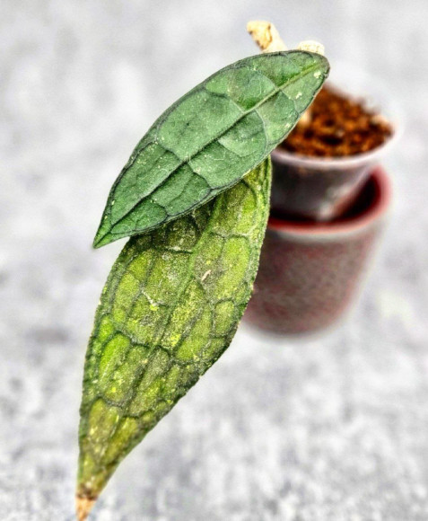 Hoya Clemensiorum Aceh ar #070