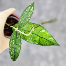 Hoya Clemensiorum Borneo #001  