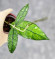 Hoya Clemensiorum Borneo #001  