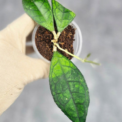 Hoya Clemensiorum Sarawak #002  